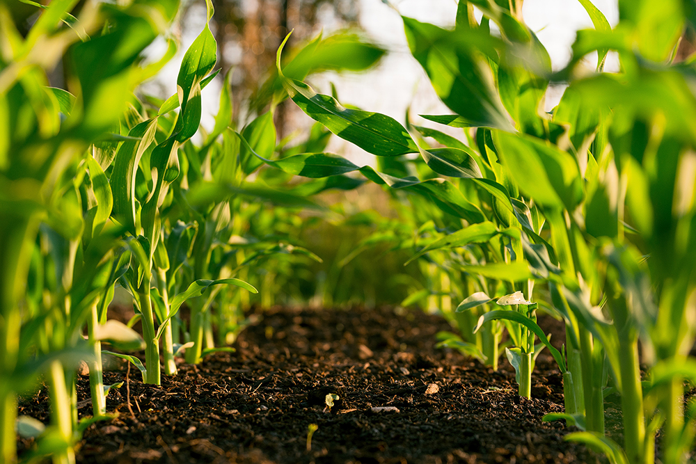 agribusiness senrgal1