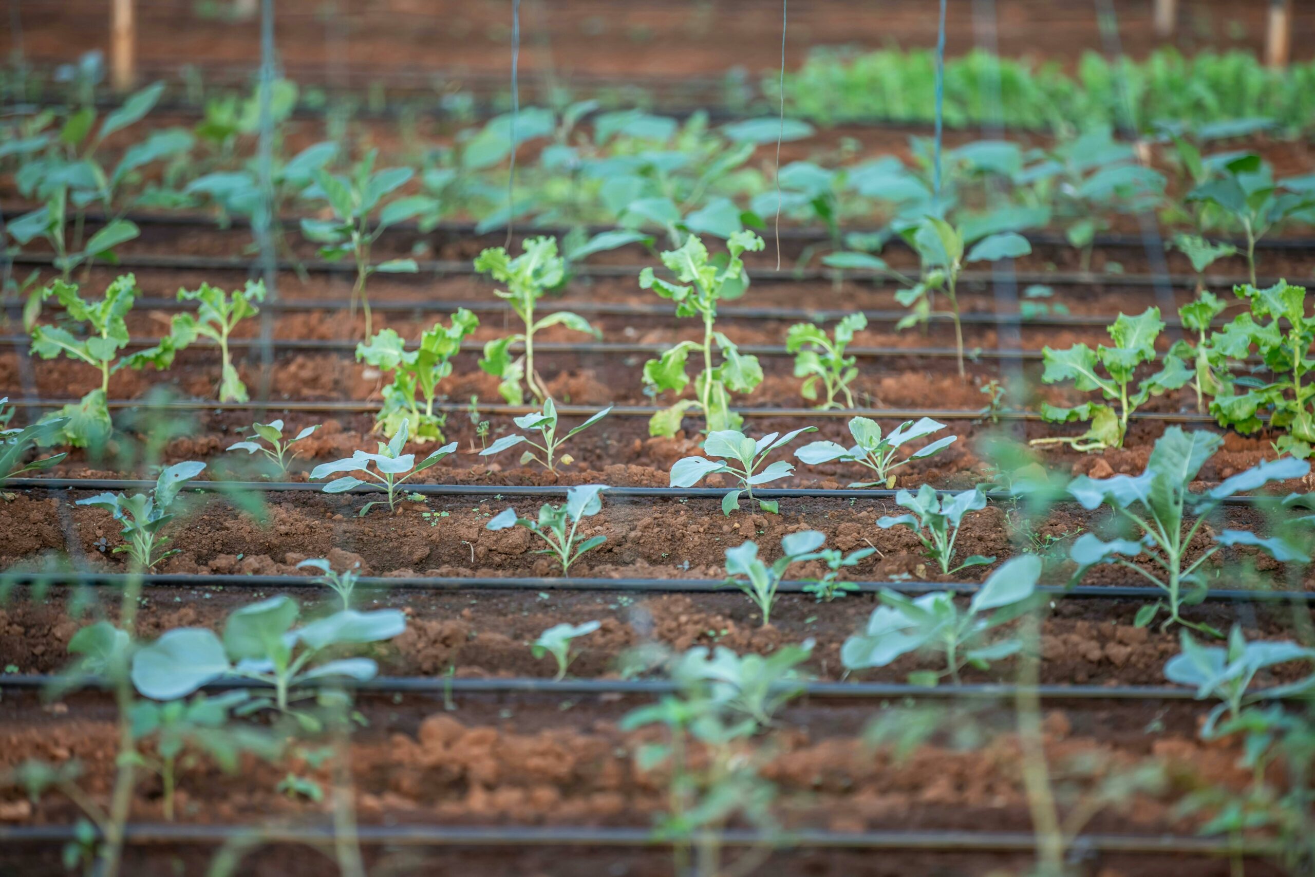 Accueil agrobusiness